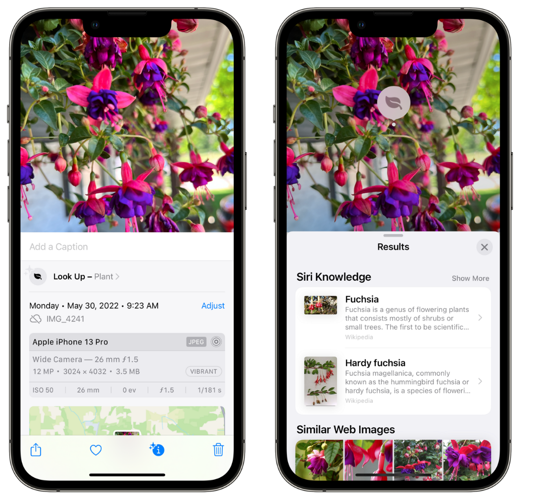 长倘口镇苹果手机维修分享小技巧：使用 iPhone 相机识别花卉植物 